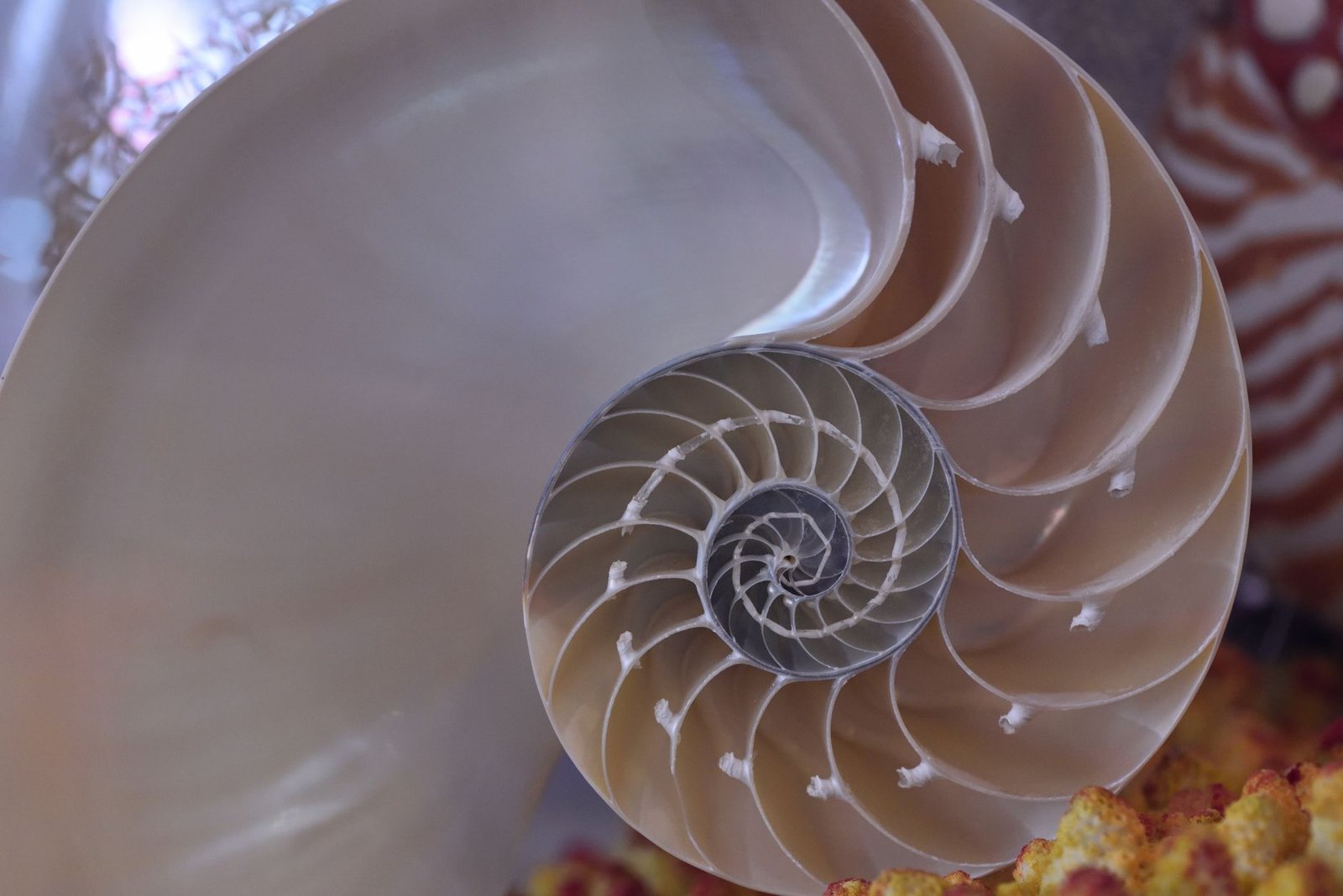 Sequência de Fibonacci: O Que É e Onde Ela Aparece na Natureza?